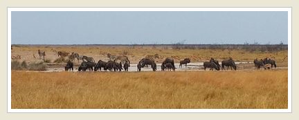 Wild in Etosha